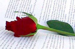 Rosa llibre sant jordi