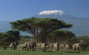 Amboseli National Park Kenya