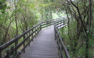 Boardwalk to the Hippo Bar at Keekorok Lodge