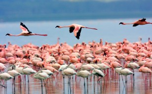 Flamingos Lake Nakuru Kenya