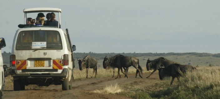 Kenya safari highlights