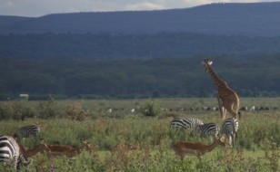 Lake Naivasha National Park