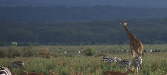 Lake Naivasha National Park