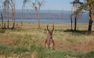 Lake Nakuru