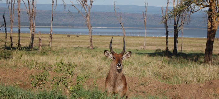 Lake Nakuru