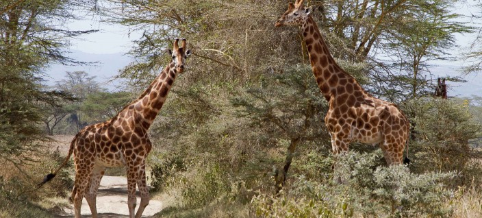 Lake Nakuru Giraffe