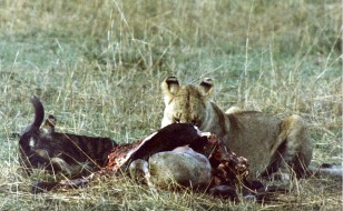 Lioness in masai mara