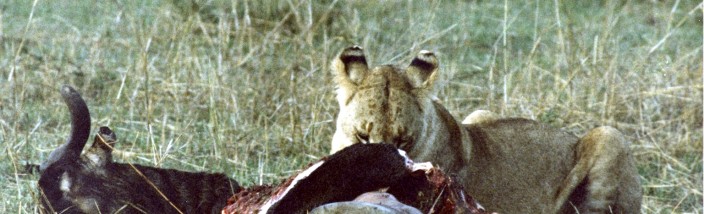 Lioness in masai mara