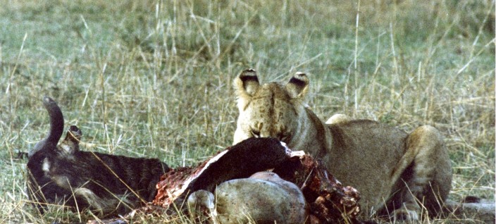 Lioness in masai mara