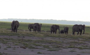 Elephants