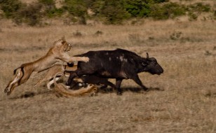 maasai mara