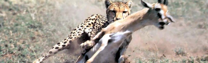 magnificent moments cheetah in the serengeti