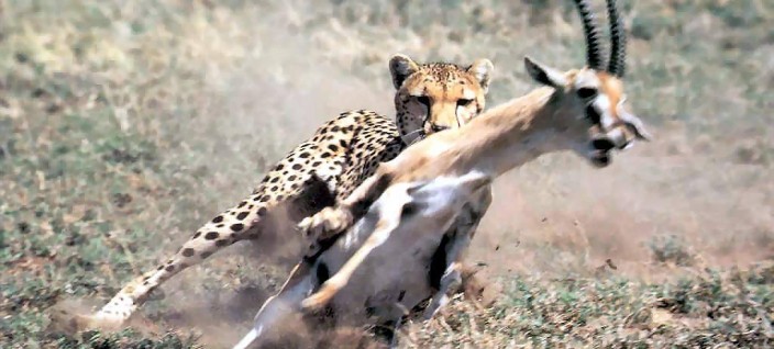 magnificent moments cheetah in the serengeti