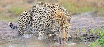 Kruger Park Safari