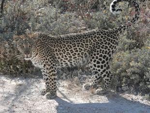 Etosha: Alert