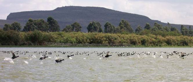 File:Birds at Lake Naivasha (300261994).jpg