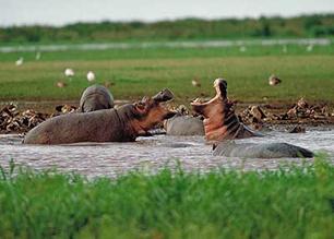 Hippos