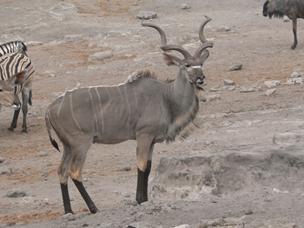 Etosha: Black Socks