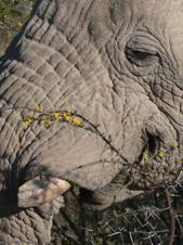 Etosha: Tusk