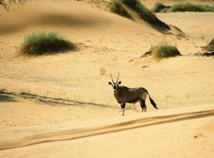 File:Oryx Gazella Namib Desert.jpg