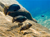 Beautiful Cichlids of Lake Malawi