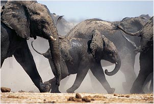 Elefants in Namibia