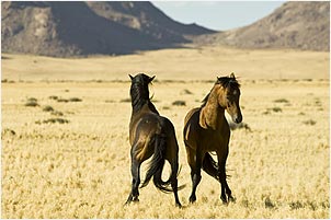 Wild Horses near Aus