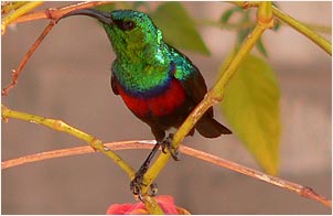 Namibia sunbird