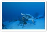 A Turtle from Yap