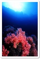 Soft Coral