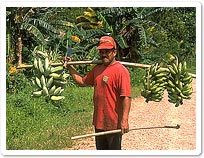 Man with bananas on KosraeMan with bananas on Kosrae