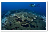 Diving Kosrae's reefs.