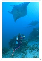 Diving with Mantas off Yap